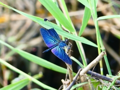 P1080667：チョウトンボ_R