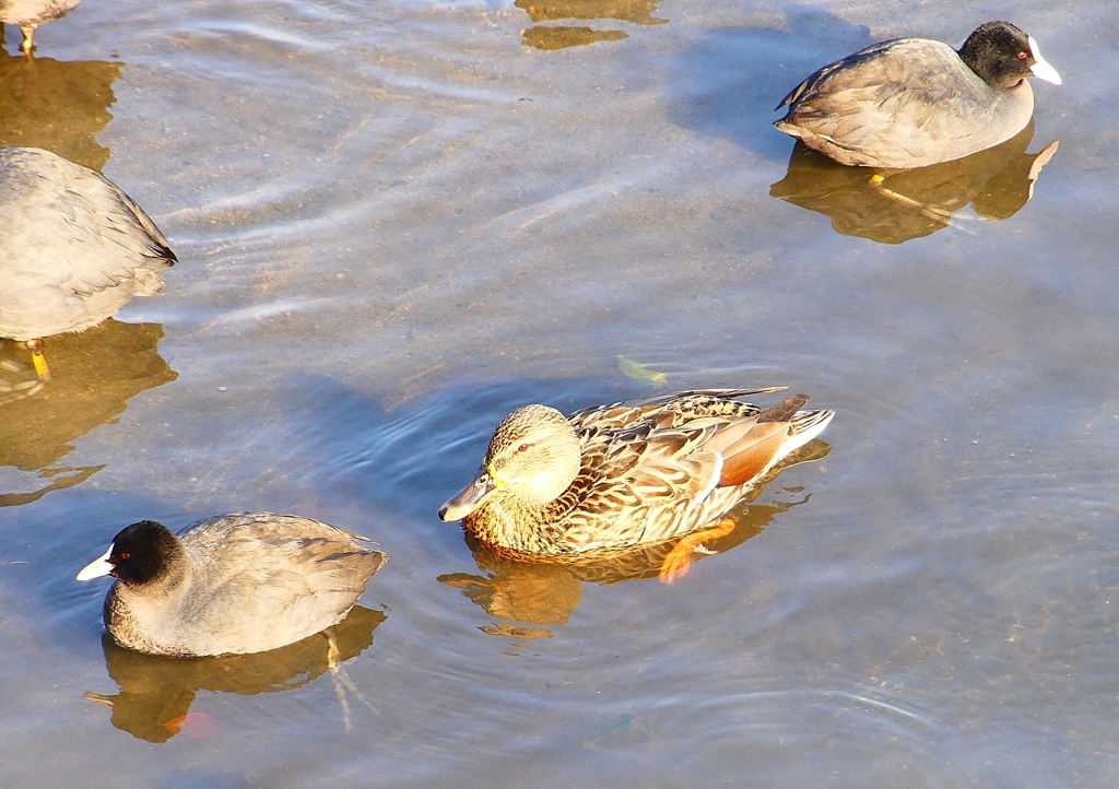 P1770392：オオバン、マガモ_R