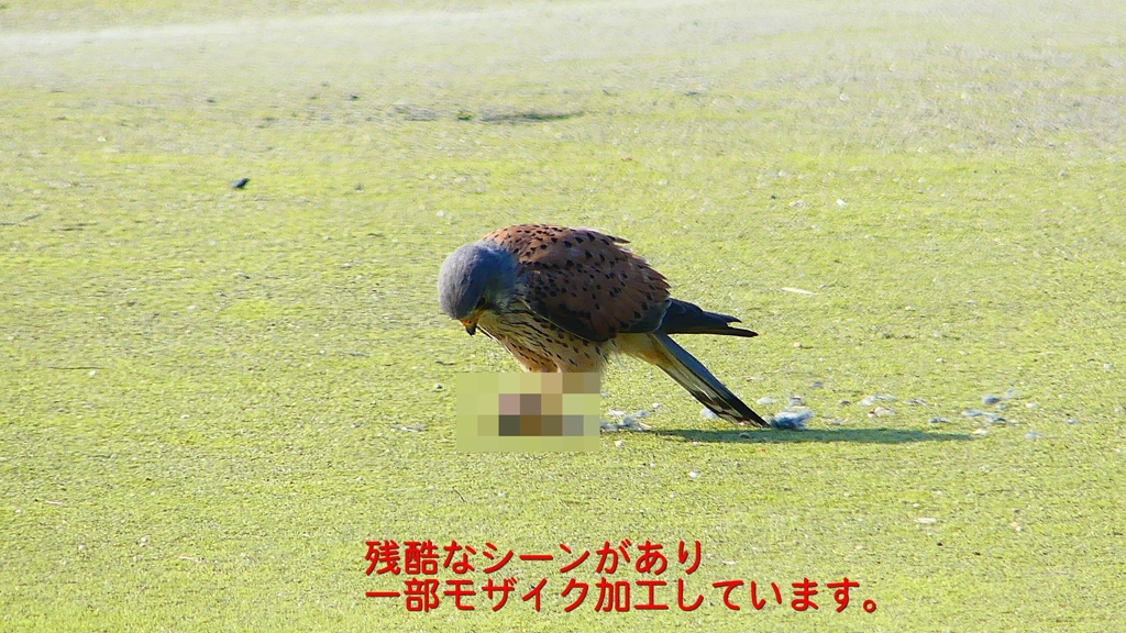 P1990065：チョウゲンボウ-10_R
