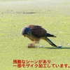 P1990065：チョウゲンボウ-10_R