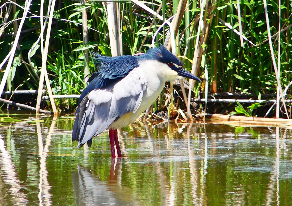 P2010837：ゴイサギ_R