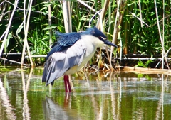P2010837：ゴイサギ_R