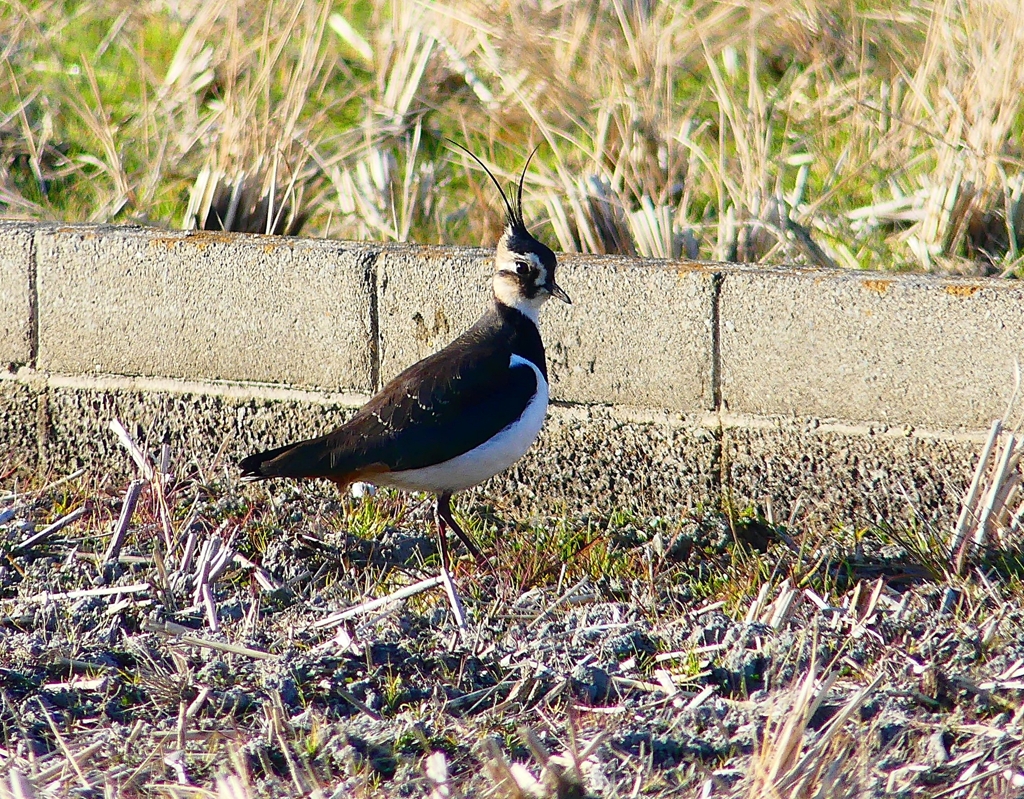 P4630492：タゲリ_R