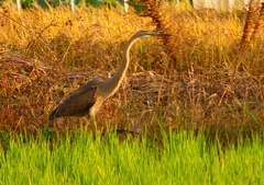 P1390933：ムラサキサギ_R