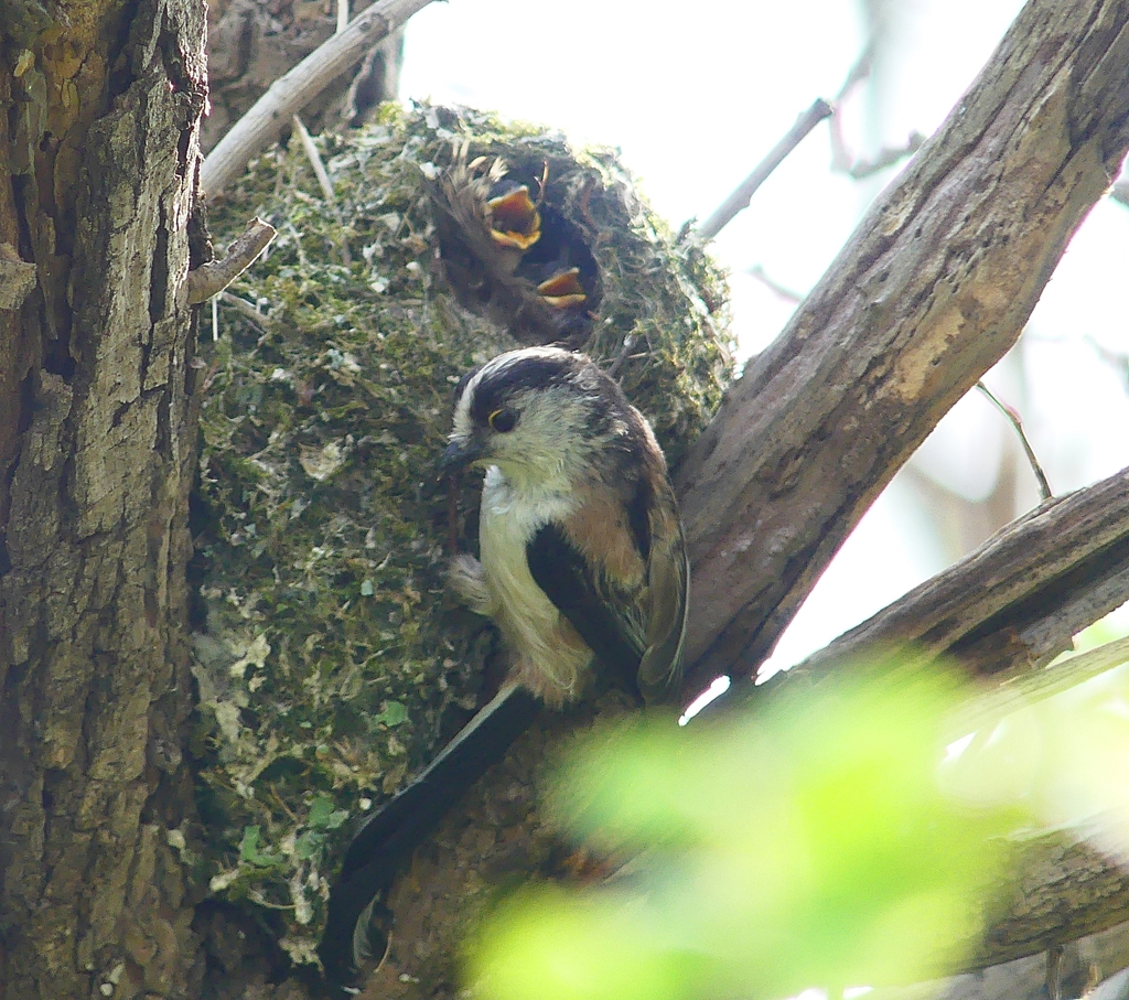 P4050135：エナガ_R