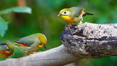 P3760838：ソウシチョウ_R