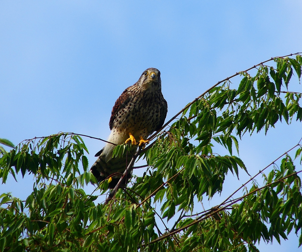 P4150441：チョウゲンボウ_R