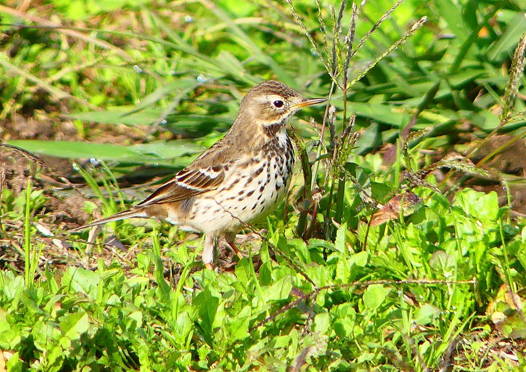 P1380374：タヒバリ_R