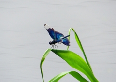 P1120581：チョウトンボ_R