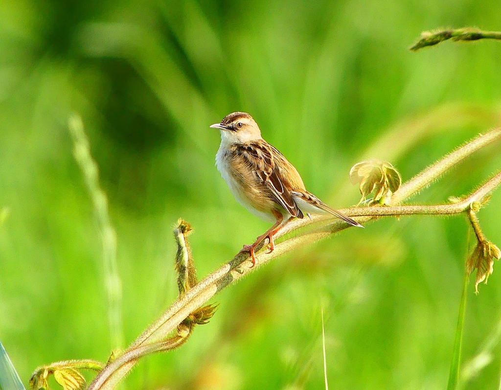 P4180398：セッカ_R