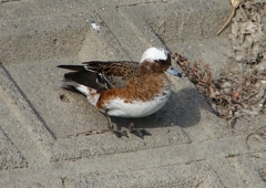 P1580039：頭が白いヒドリガモ_R