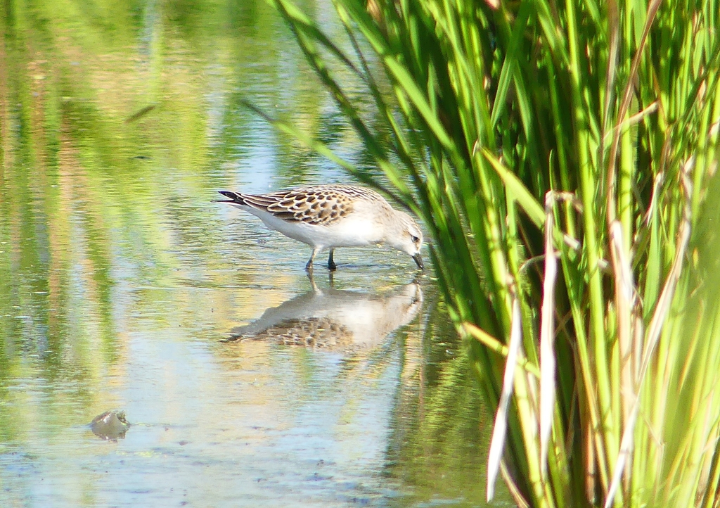 P1250840：トウネン_R