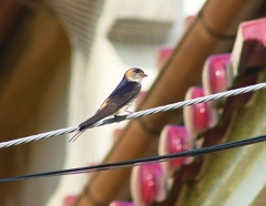 P4250535：コシアカツバメ_R