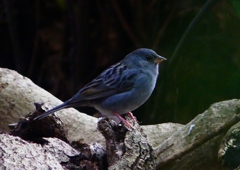 P1750652：クロジ_R