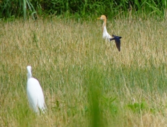 P1010421：アマサギ、ツバメ_R