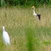 P1010421：アマサギ、ツバメ_R