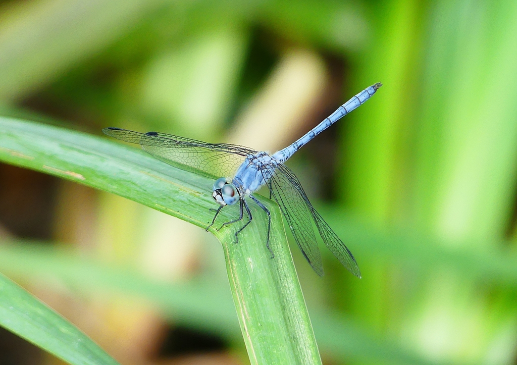 P1210152：ナニワトンボ（オス）_R