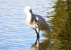 P1690574：ヘラサギ_R