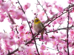 P3870369：ウメジロウ（メジロ）_R