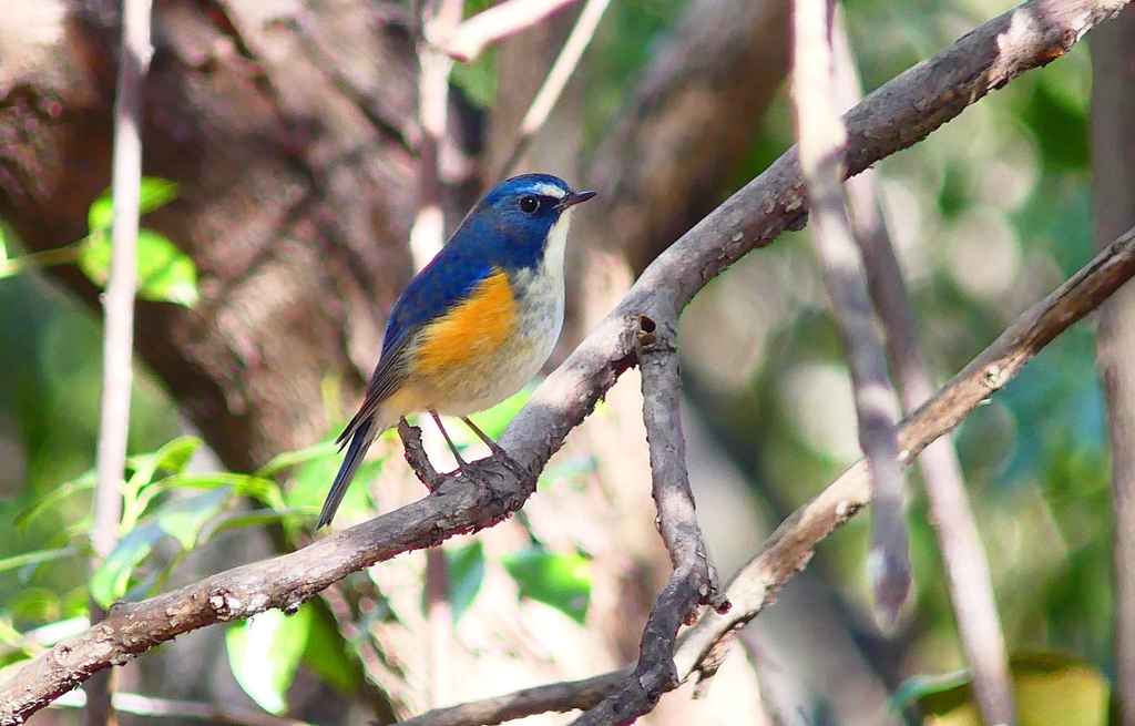 P3760069：ルリビタキ（オス）_R