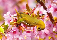 P1890539：河津桜にメジロ_R