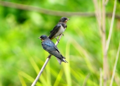 P1010250：ツバメ（幼鳥）_R