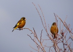 P4600191：カワラヒワ_R