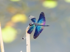 P1090092：チョウトンボ_R