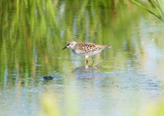 P1250965：トウネン_R