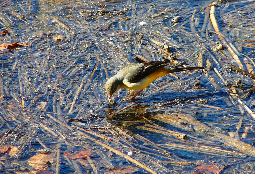 P3750393：氷上のキセキレイ_R