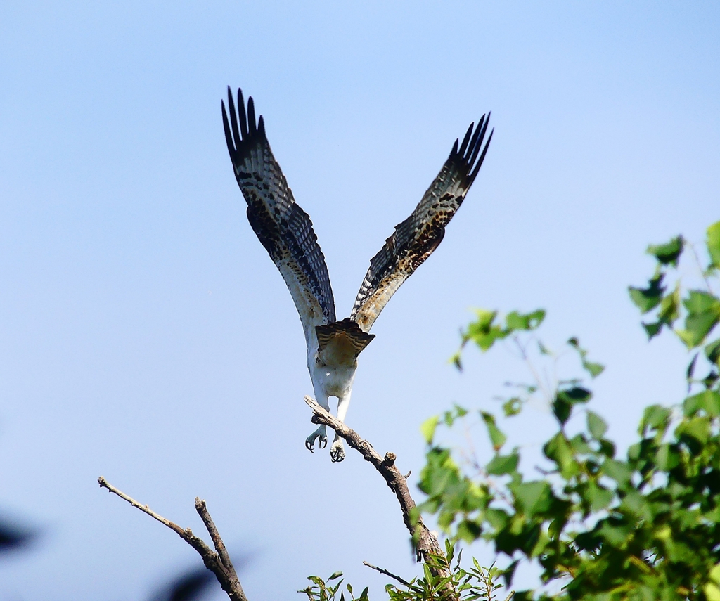 P4400339：ミサゴ_R
