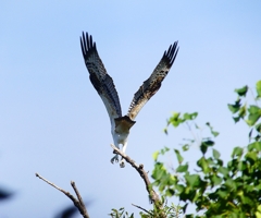 P4400339：ミサゴ_R