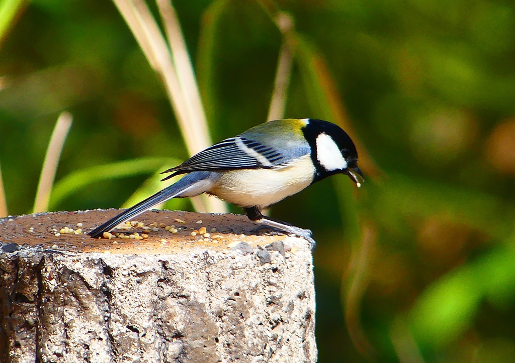 P1860350：シジュウカラ_R