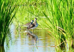 P1150717：タカブシギ_R