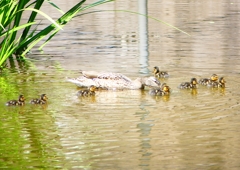 P2020448：マガモ親子_R