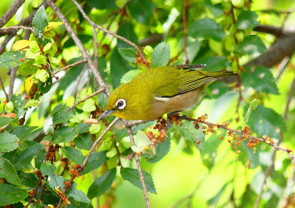 P4410223：メジロ_R