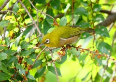 P4410223：メジロ_R