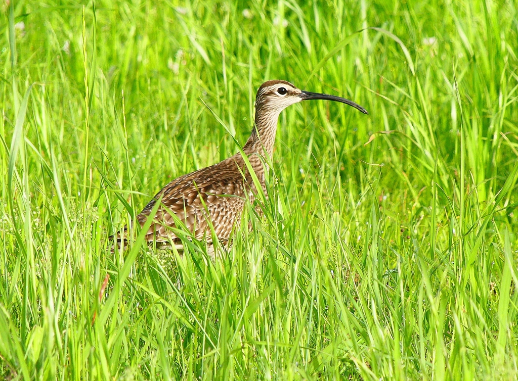 P4980401：チュウシャクシギ_R