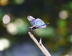 P4300712：チョウトンボ_R