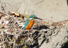P1580813：カワセミ（オス）_R