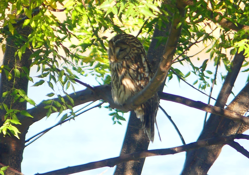 P1450404：フクロウ_R