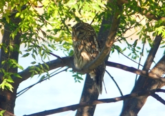 P1450404：フクロウ_R