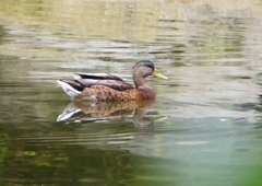 P1160251：マガモ_R