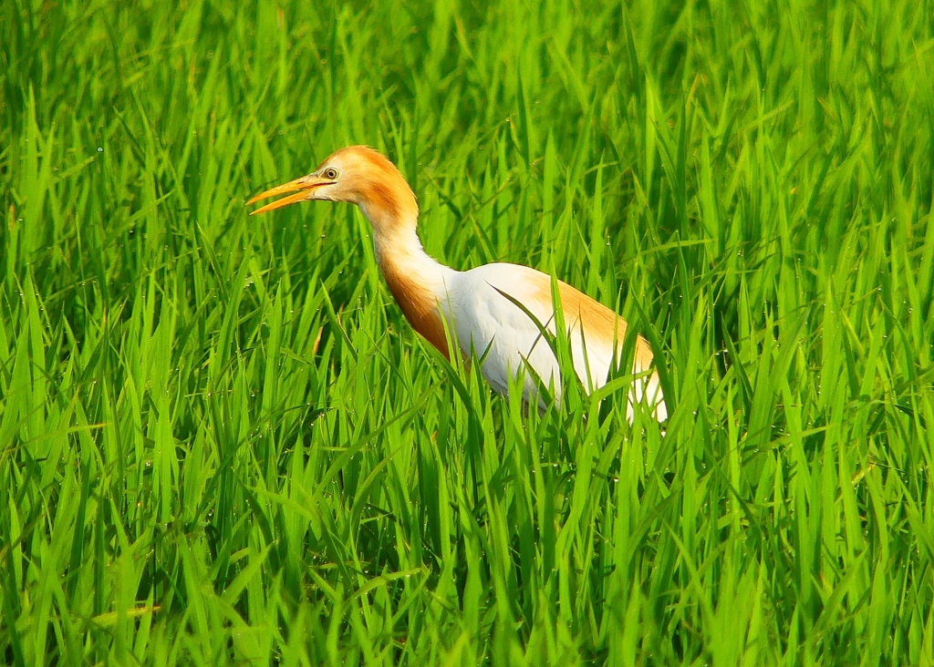 P1050677：アマサギ_R