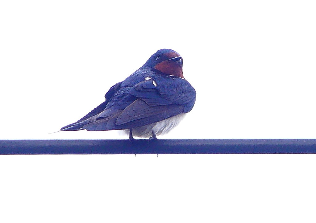 P1900096：ツバメ16_R