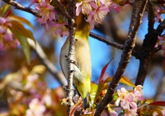 P1620164：桜メジロ_R