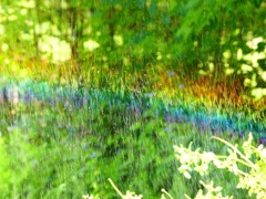 P4270089：散水の虹_R