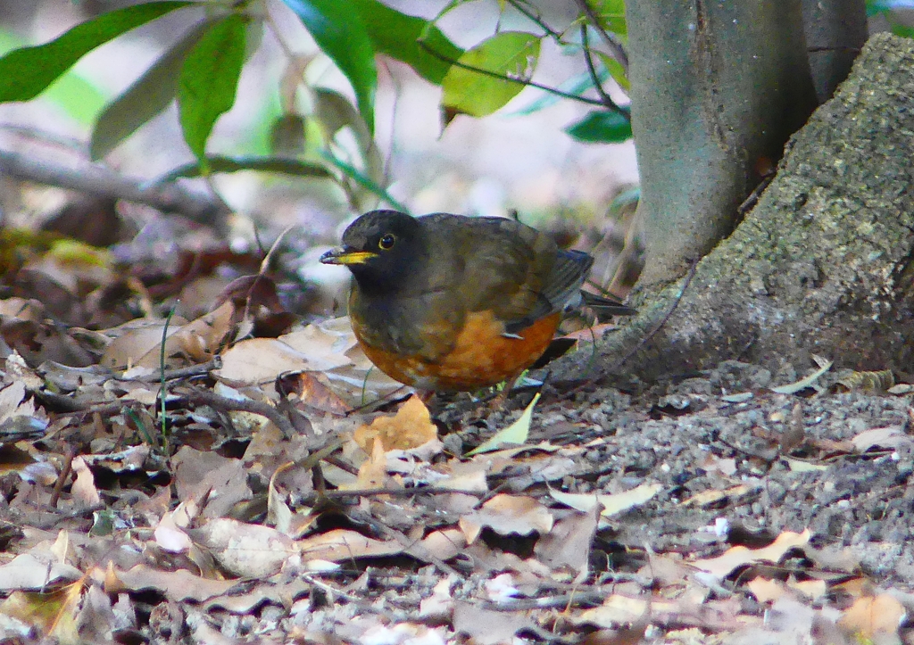 P1770820：オオアカハラ_R