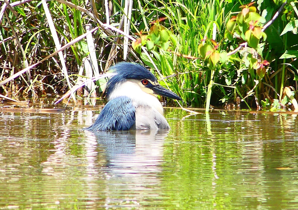 P2010727：ゴイサギ_R