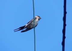P1180614：コシアカツバメ_R